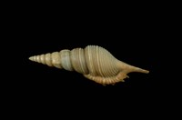 藏品(包氏長鼻螺)的圖片